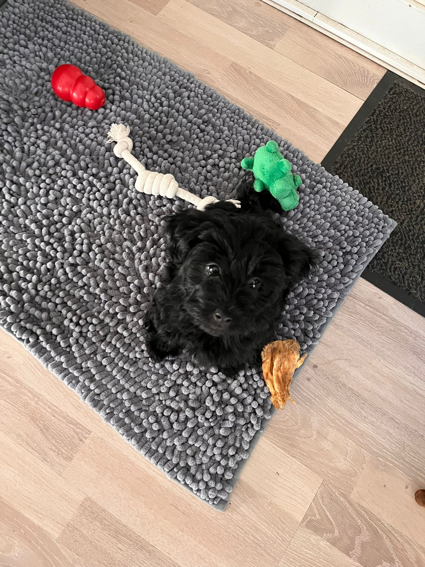 Puppy 3 maanden