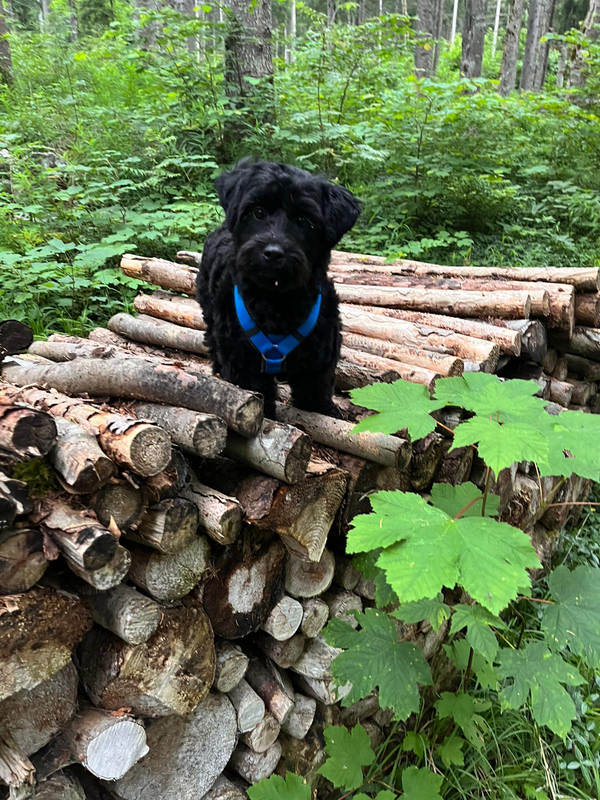 Consult gedragstherapie