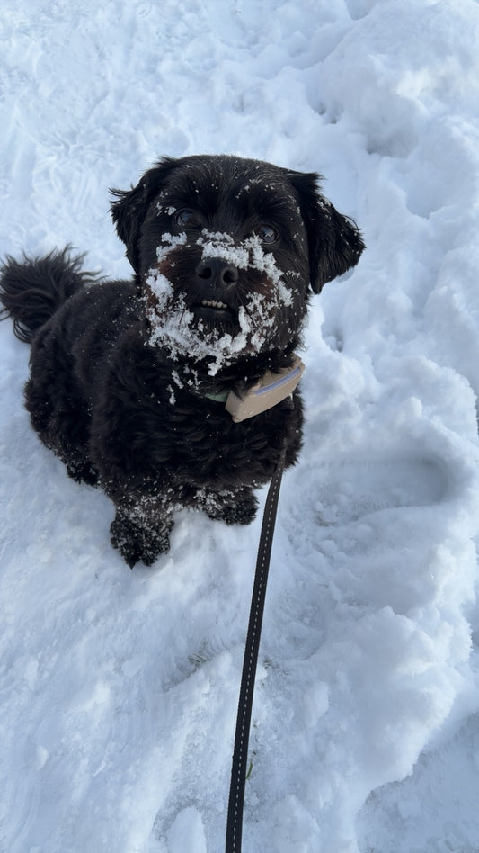 Gratis vraag (gedrag of voeding)