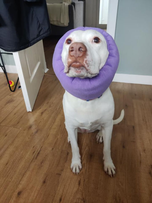 Lila